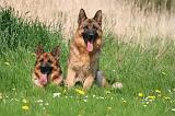 BERGER ALLEMAND 1403